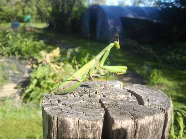 I bambini e il mondo delle piccole cose.