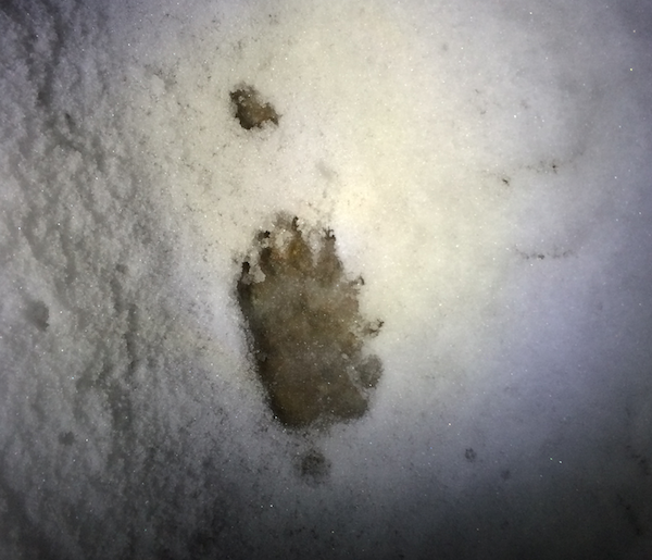 impronta neve nel bosco yurta