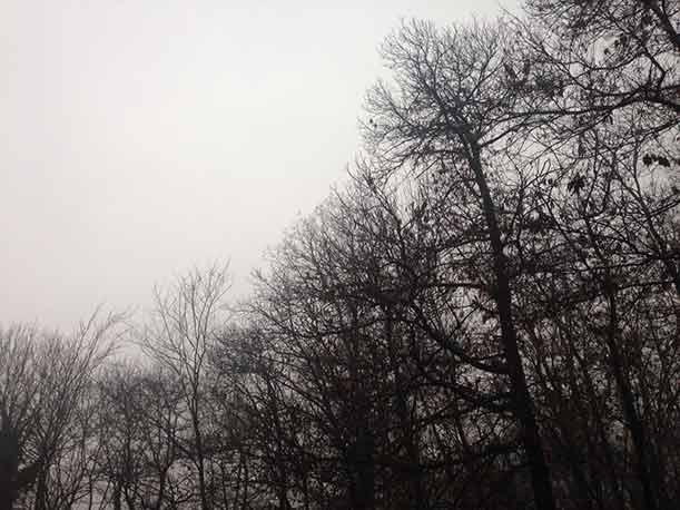 Perché osservare gli alberi (anche in città)