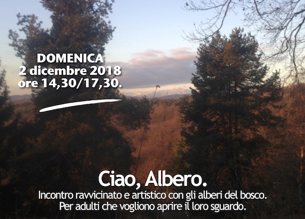 Ciao, Albero. Le conifere.